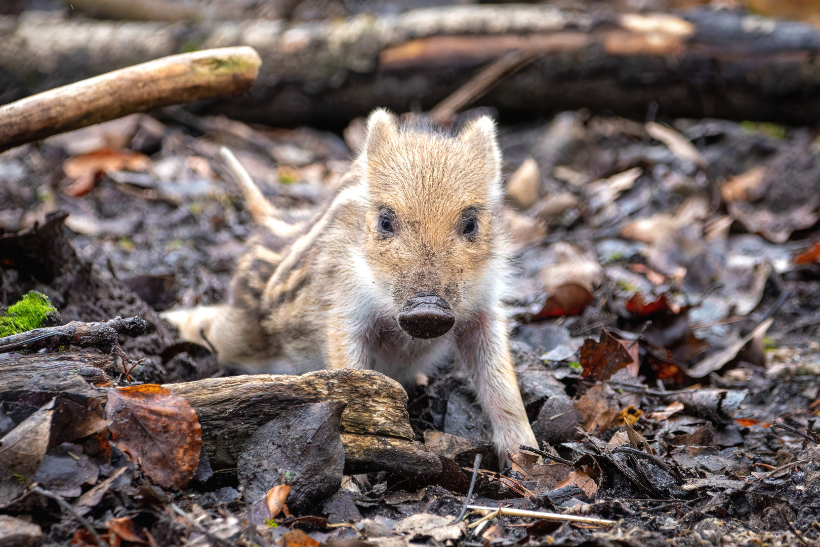 Frischling Wildschwein 