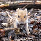 Frischling Wildschwein 