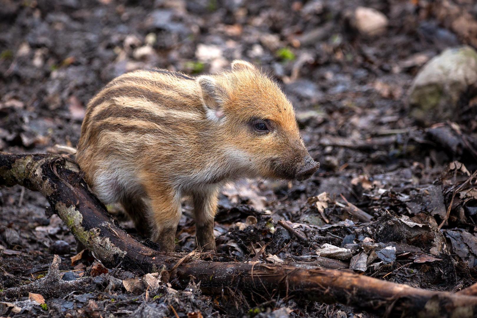 Frischling Wildschwein 