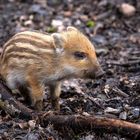 Frischling Wildschwein 