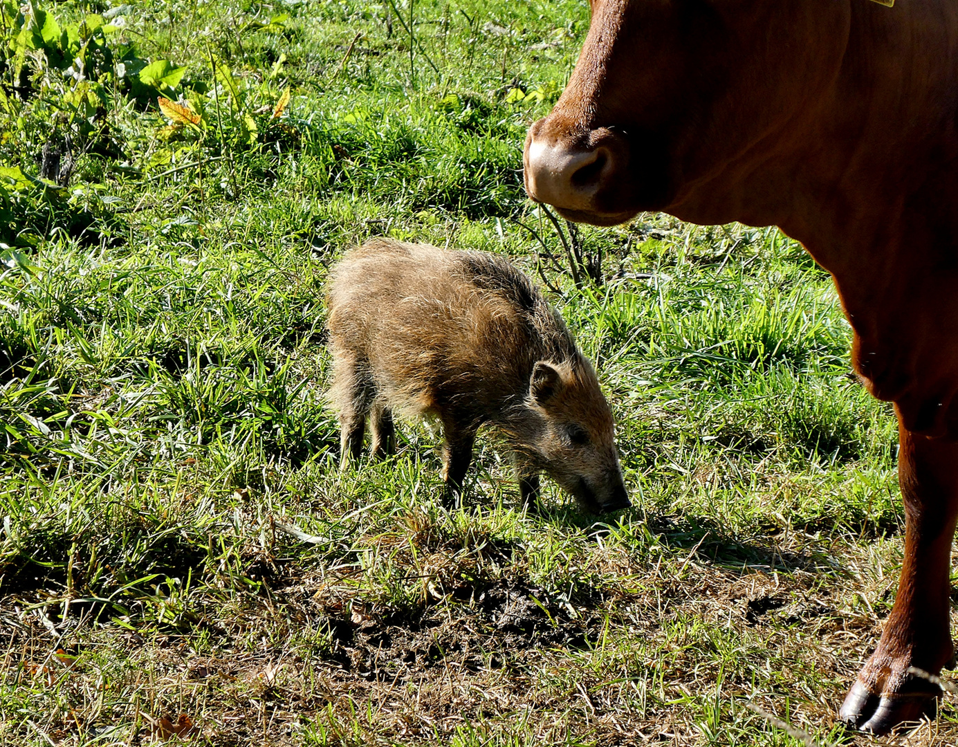 Frischling wird von Kuhherde adoptiert