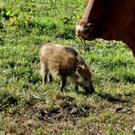 Frischling wird von Kuhherde adoptiert