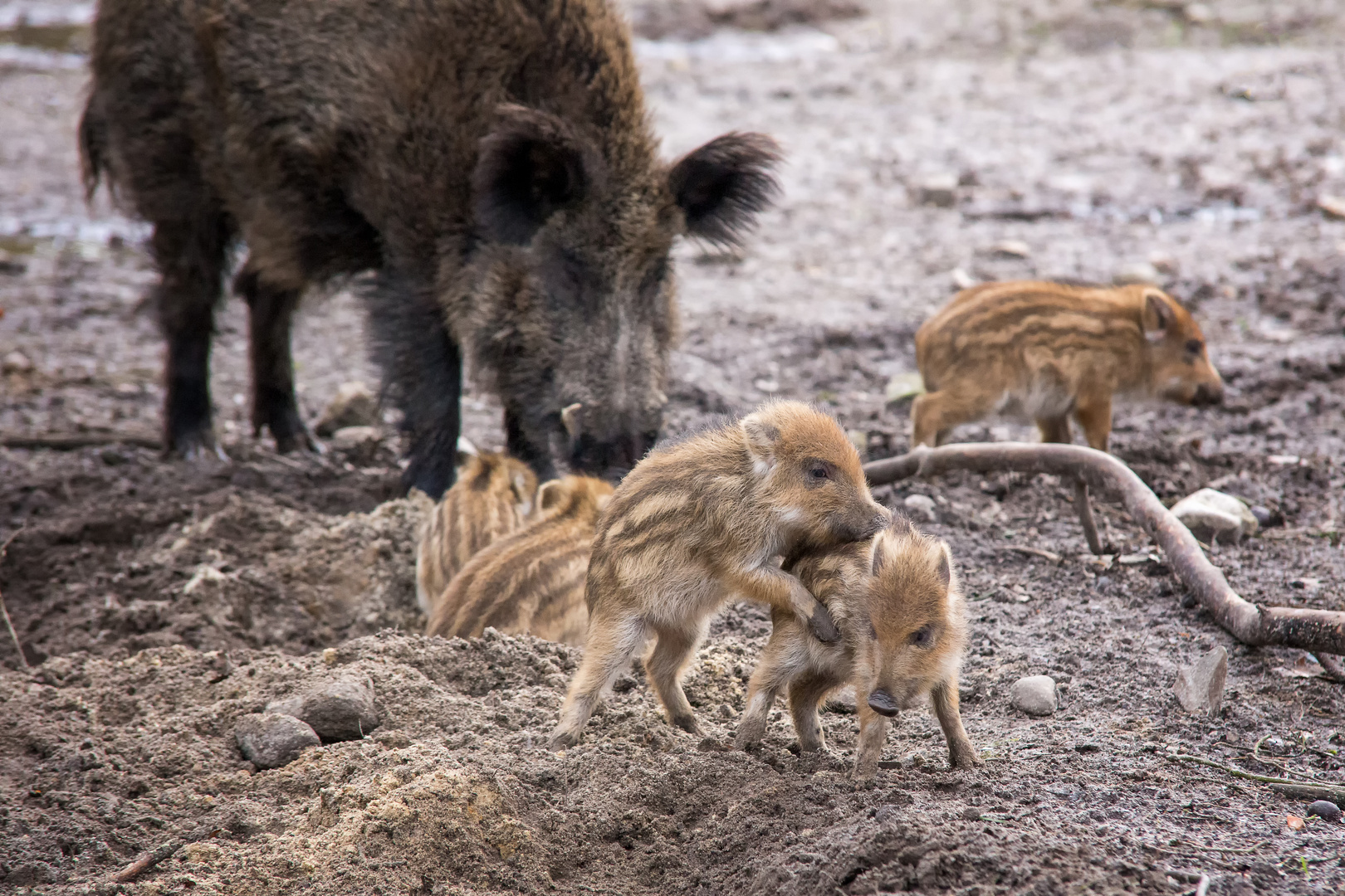 Frischlinge bei den Wildschweinen