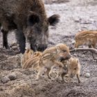 Frischlinge bei den Wildschweinen