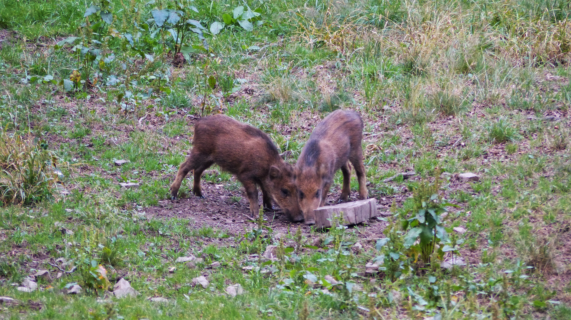 Frischlinge im August