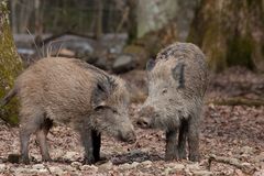 Frischlinge im Sauschütt Grünwald