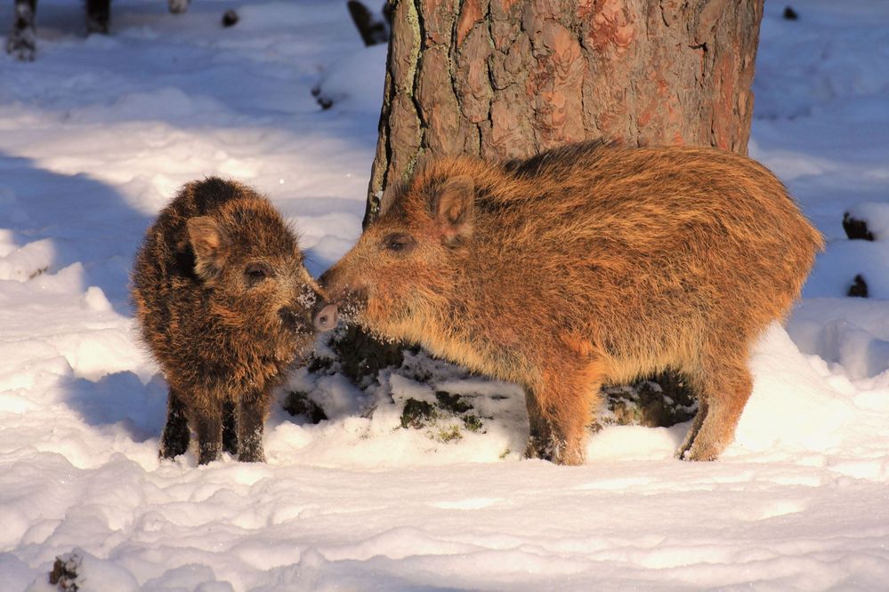 Frischlinge im Schnee