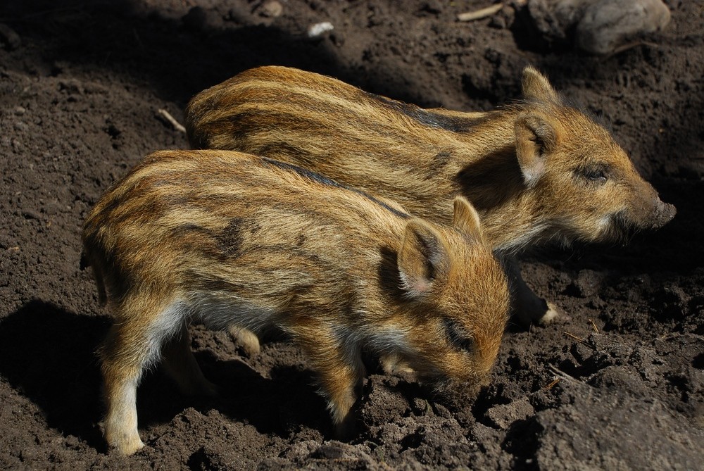 Frischlinge im Tierpark Saerbeck