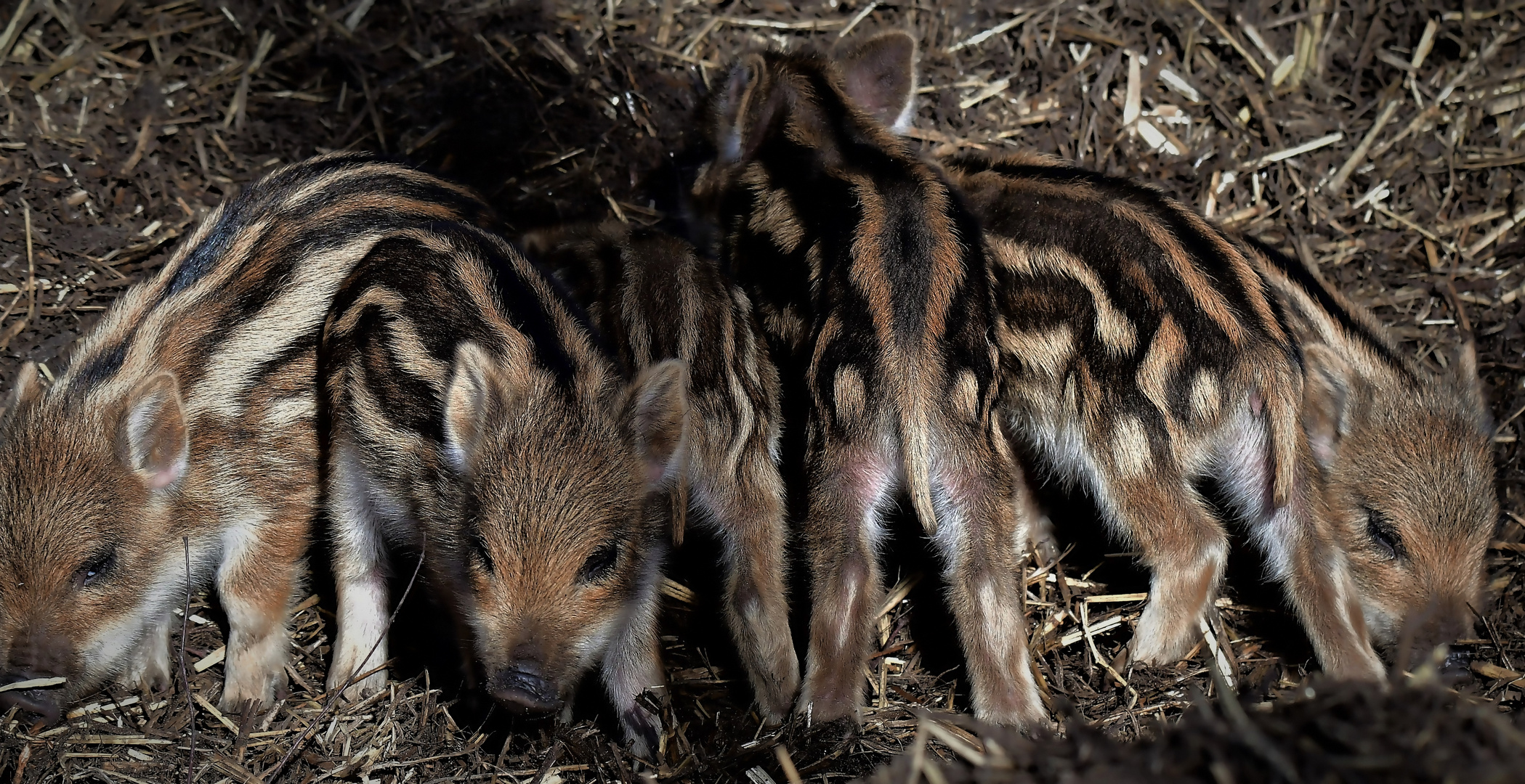 Frischlinge im Wildpark...