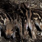 Frischlinge im Wildpark...