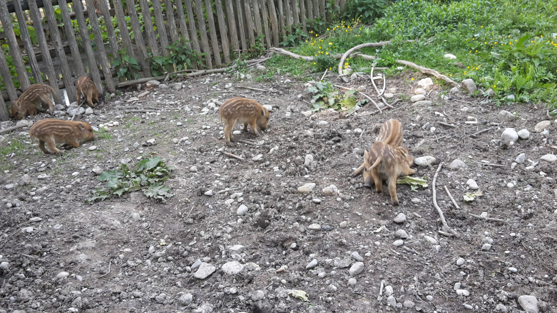 Frischlinge im Wildpark Landsberg am Lech