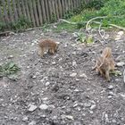 Frischlinge im Wildpark Landsberg am Lech