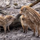 Frischlinge im Wildpark Stadtforst Uelzen