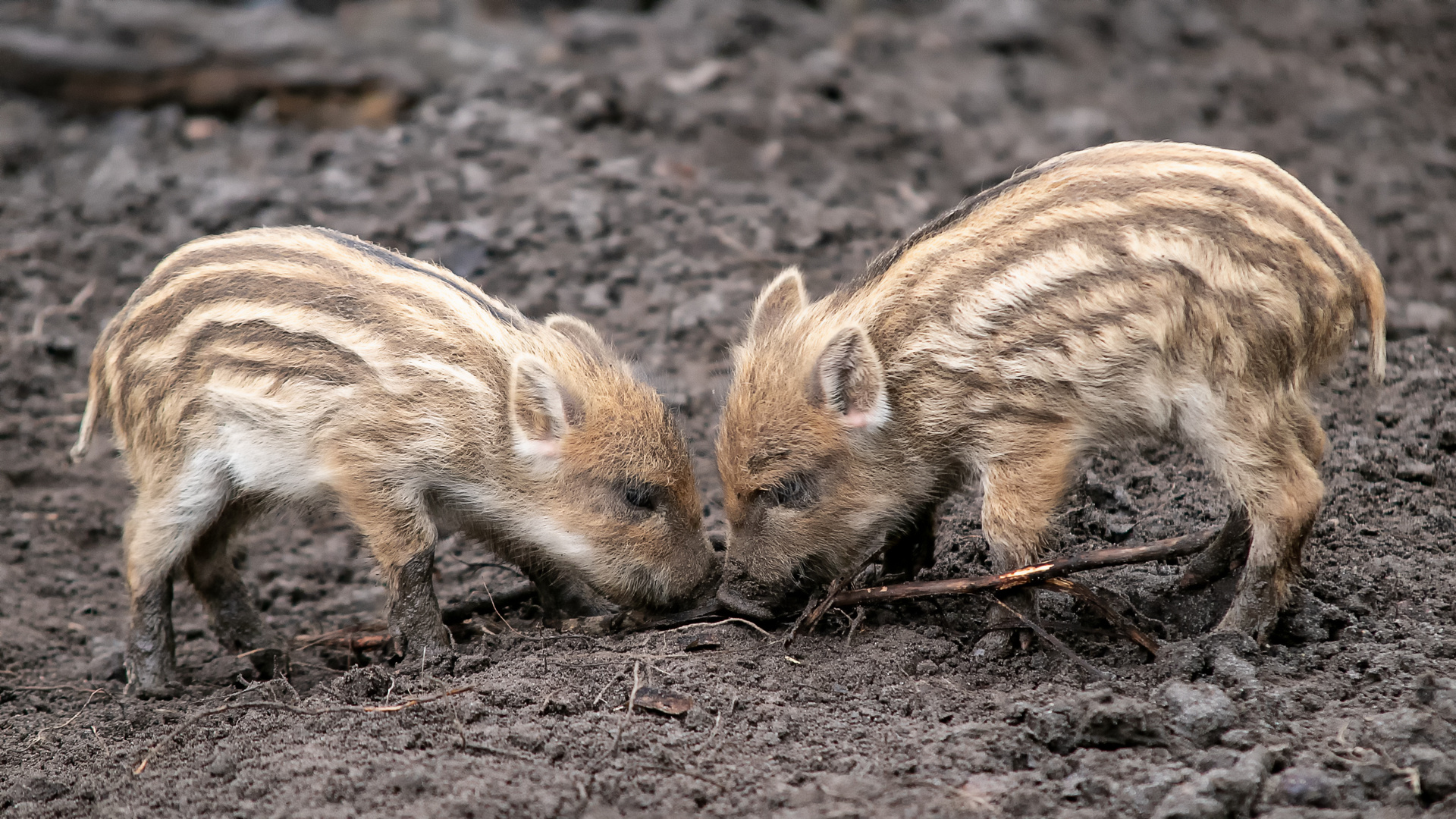 Frischlinge im Wildpark Stadtforst Uelzen