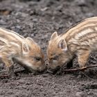 Frischlinge im Wildpark Stadtforst Uelzen