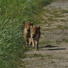 Frischlinge nach dem Hochwasser