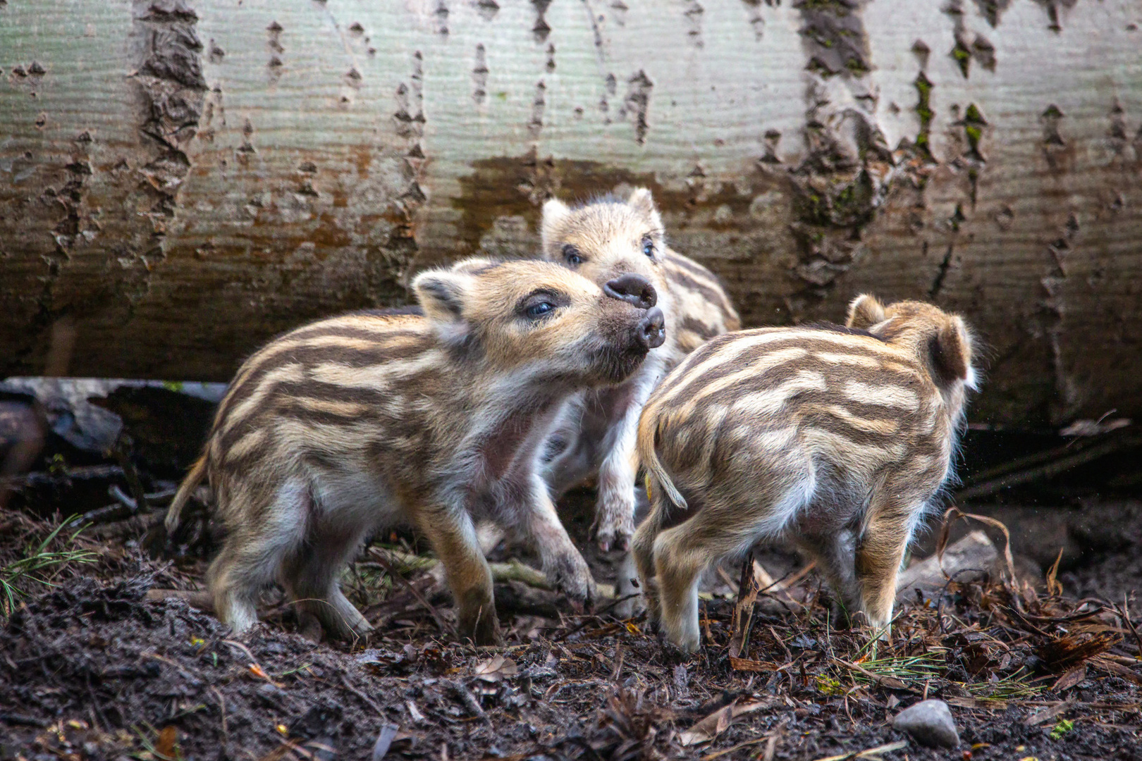 Frischlinge Wildschwein 