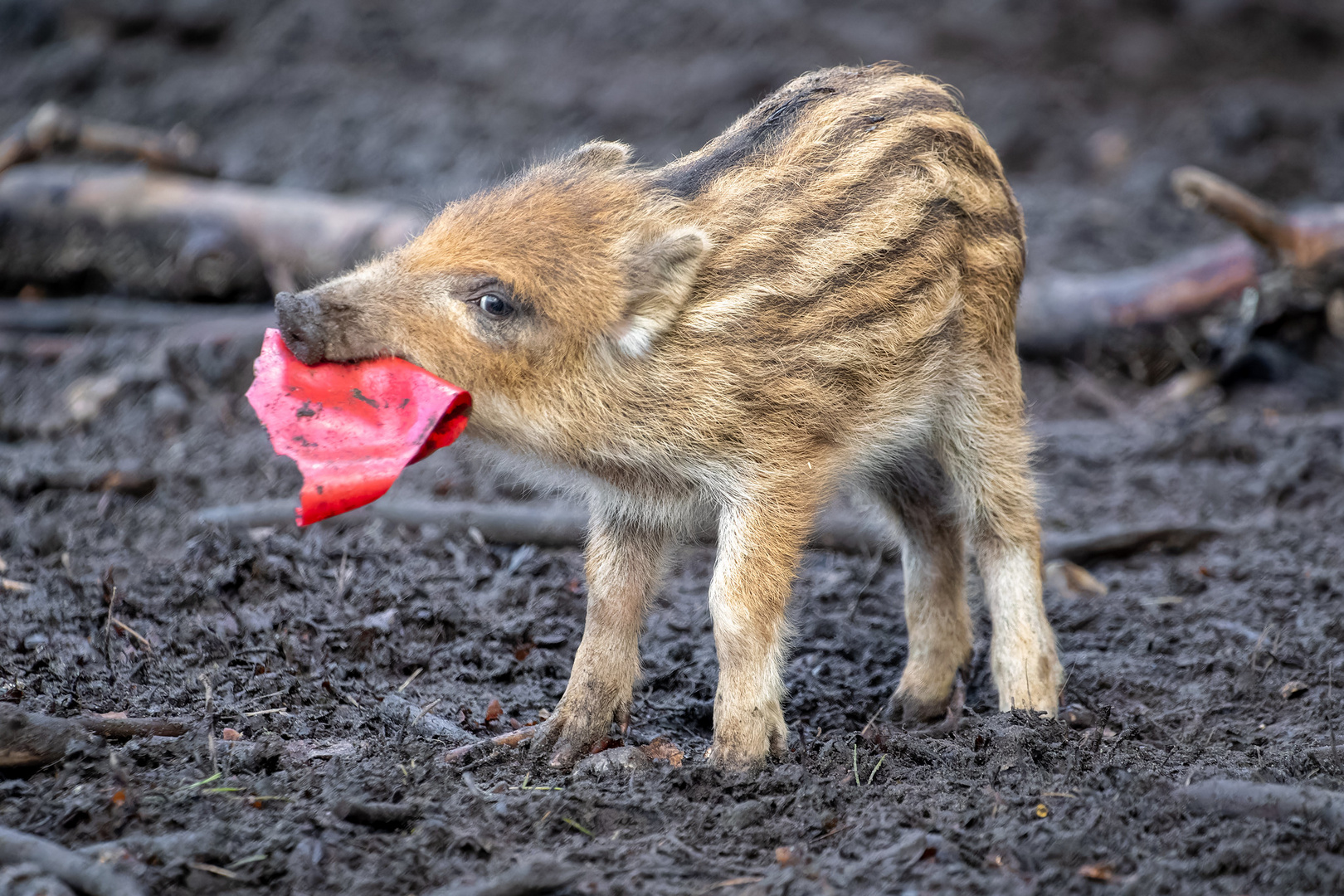 Frischlinge Wildschwein 