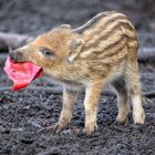 Frischlinge Wildschwein 