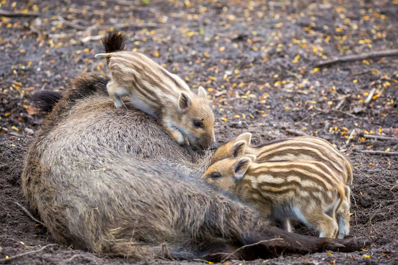 Frischlinge Wildschwein 