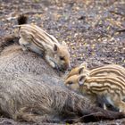 Frischlinge Wildschwein 