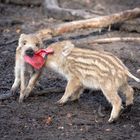 Frischlinge Wildschwein 