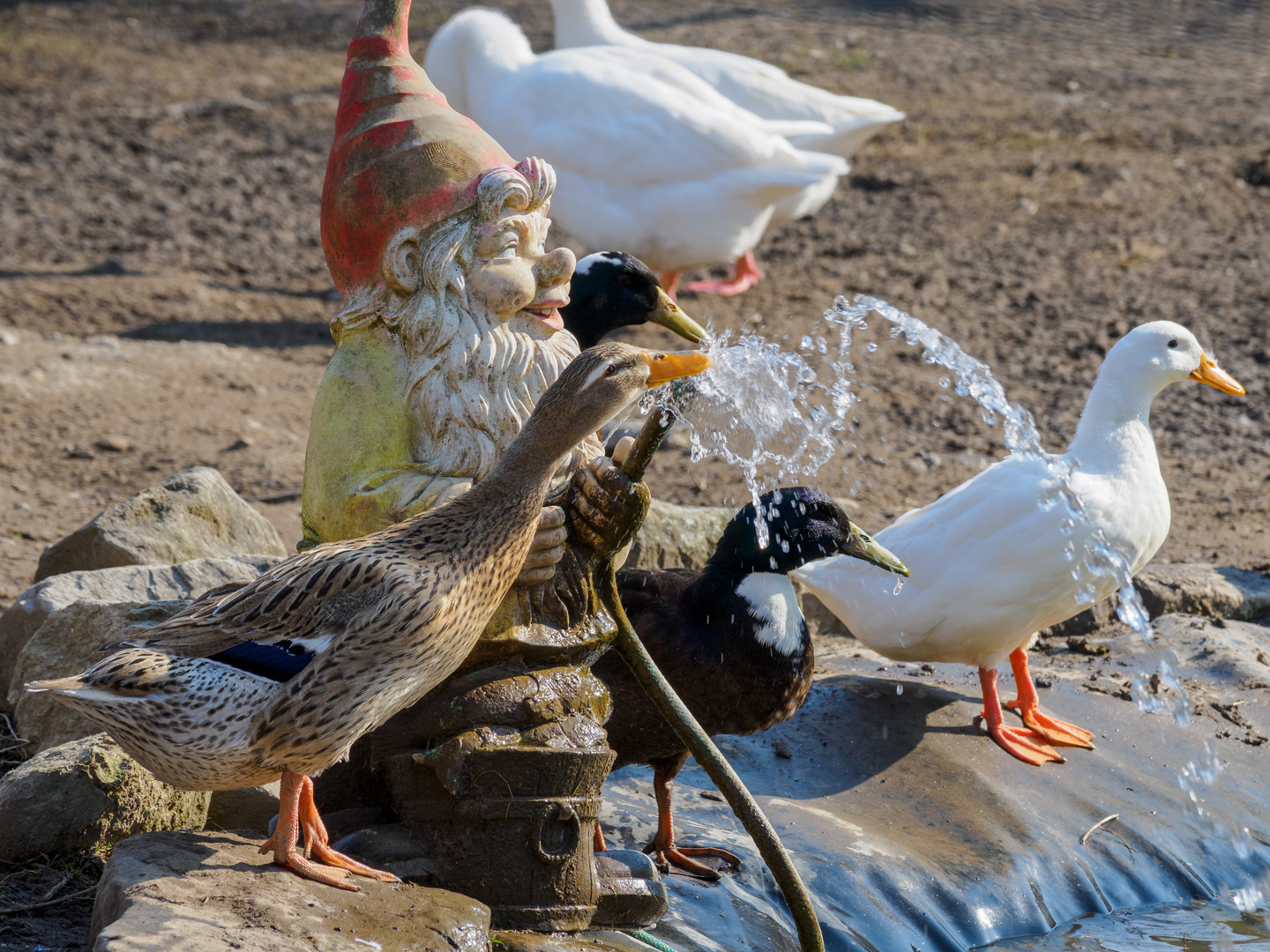 Frischwasser bevorzugt - Enten Kloster Mariazell Wurmsbach SG