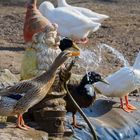 Frischwasser bevorzugt - Enten Kloster Mariazell Wurmsbach SG