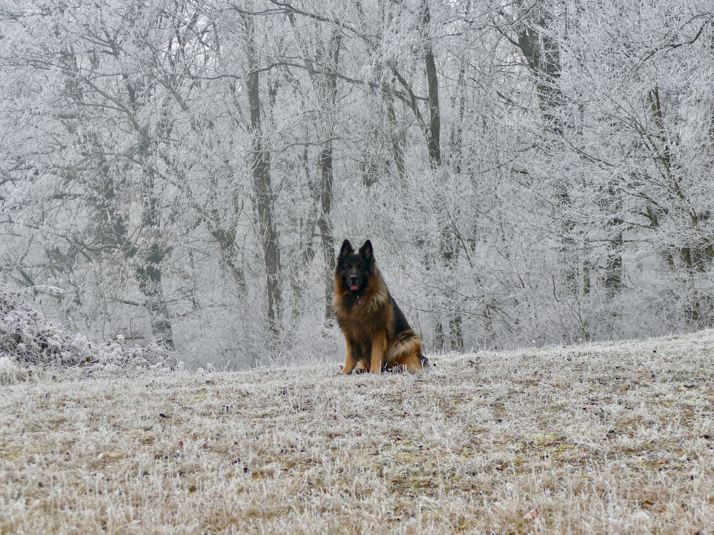 Frisco, longfured German Shepherd