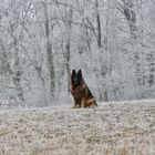 Frisco, longfured German Shepherd