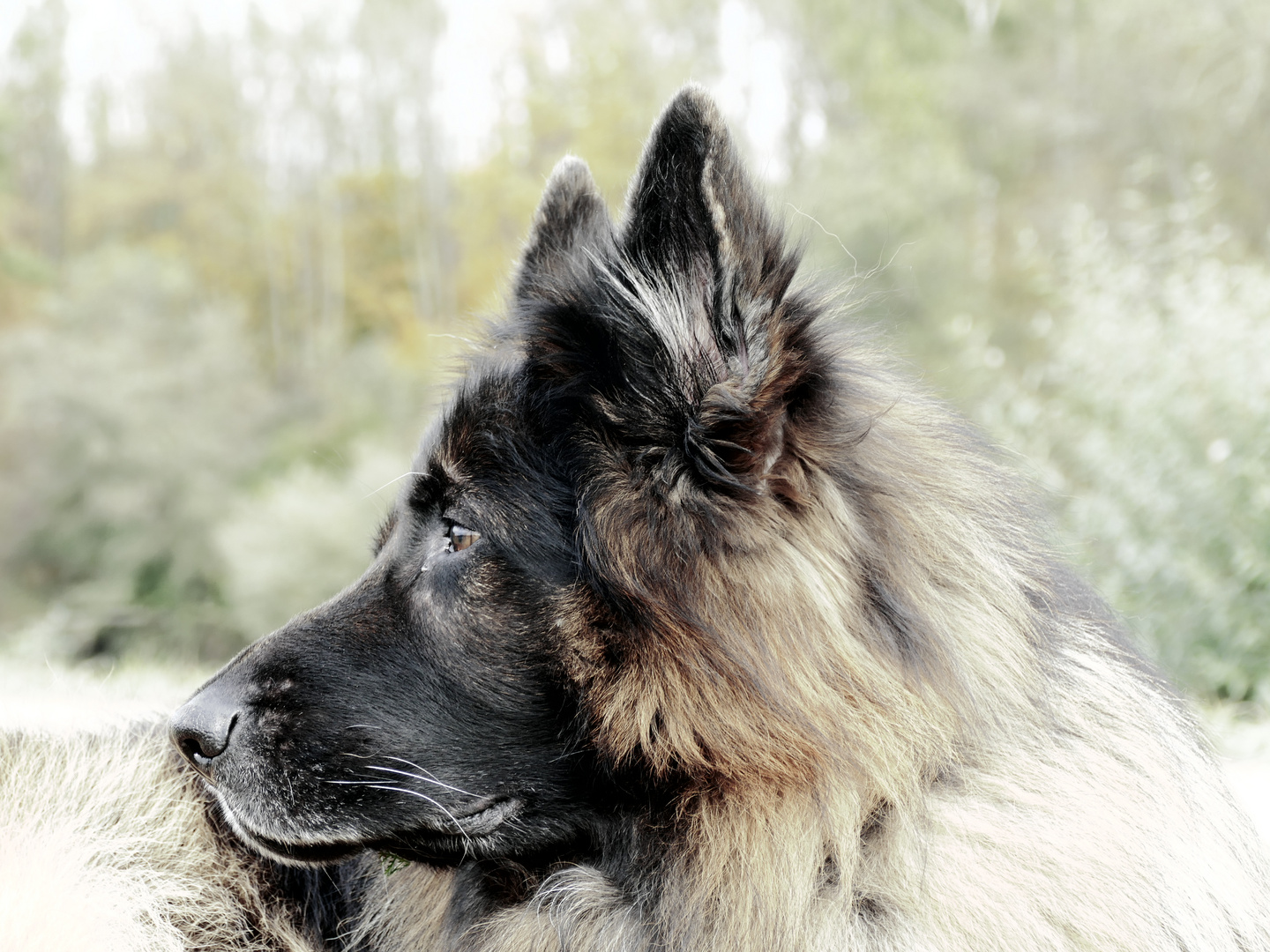 Frisco, longfured German Shepherd