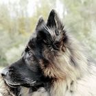 Frisco, longfured German Shepherd