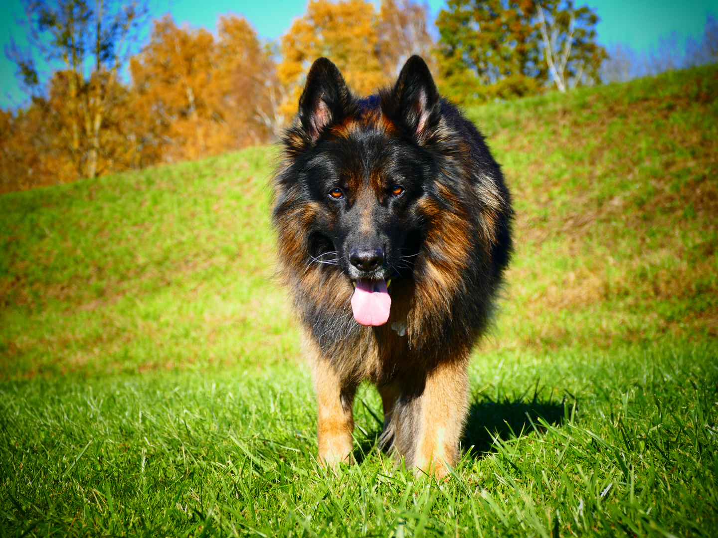 Frisco, longfured German Shepherd