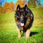 Frisco, longfured German Shepherd