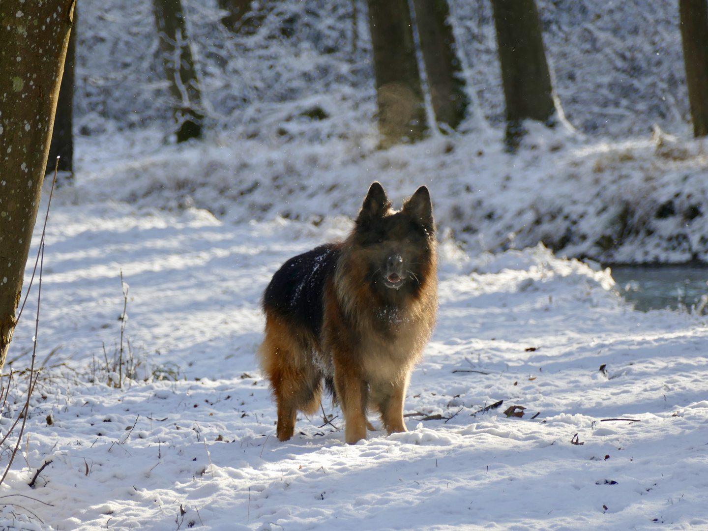 Frisco, longfured German Shepherd