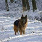 Frisco, longfured German Shepherd