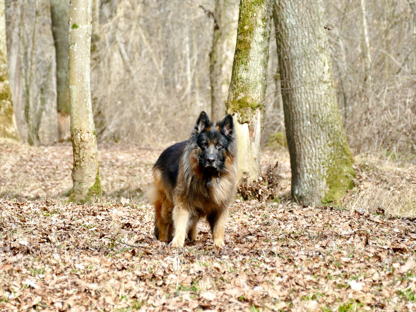 Frisco, longfured German Shepherd