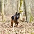 Frisco, longfured German Shepherd