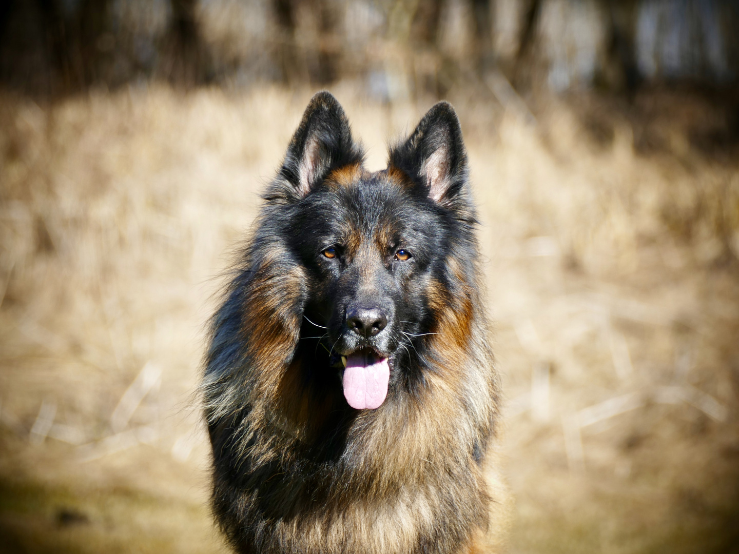 Frisco, longfured German Shepherd