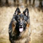 Frisco, longfured German Shepherd