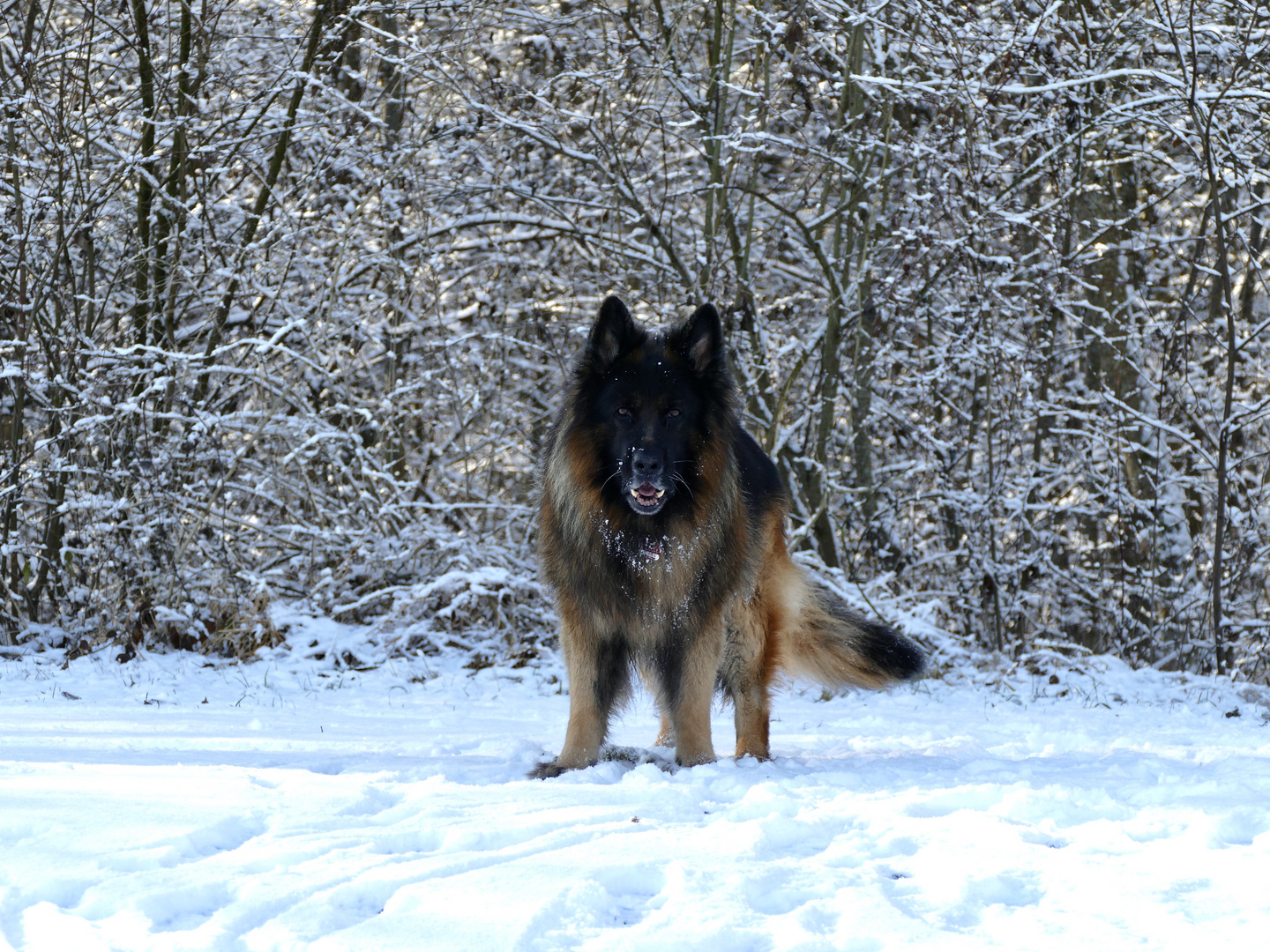 Frisco, longfured German Shepherd