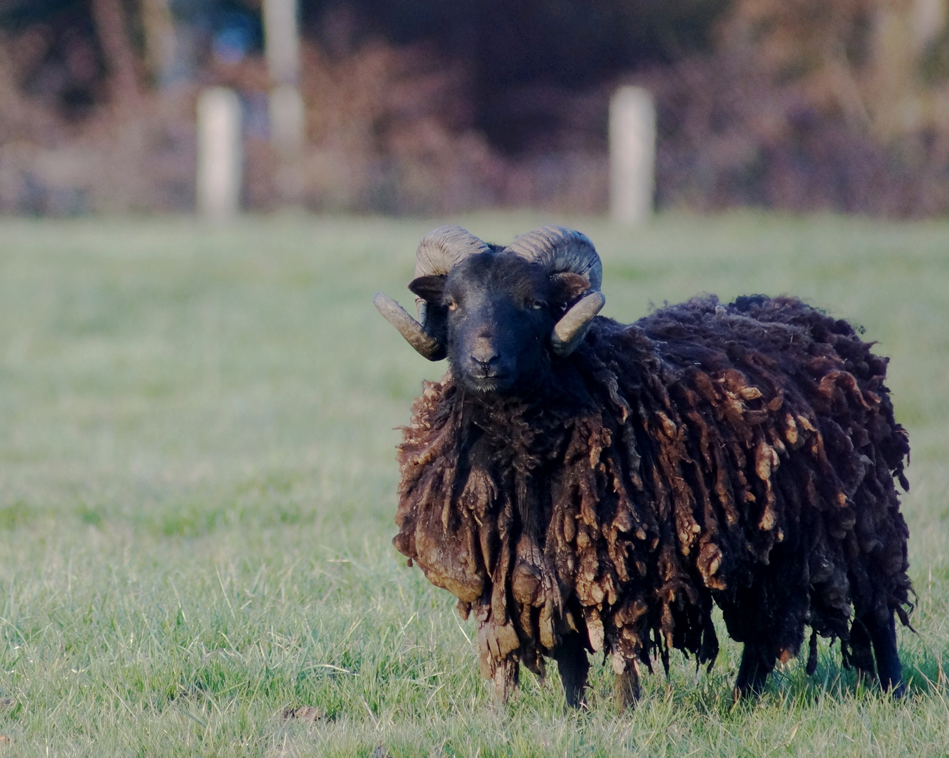 frisé comme un mouton !