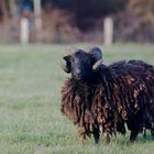 frisé comme un mouton !