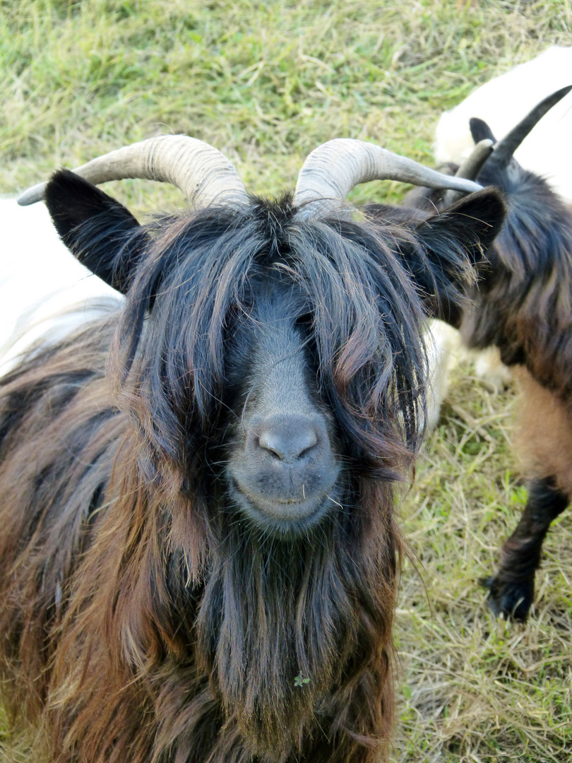 Friseur? Nein Danke!