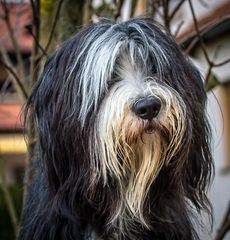 "Friseur verklagen? Nee, Beißen will ich ihn"