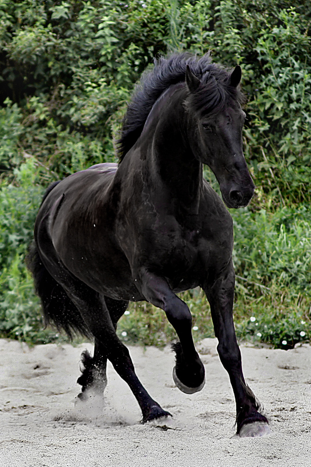 Frisian horse