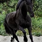 Frisian horse