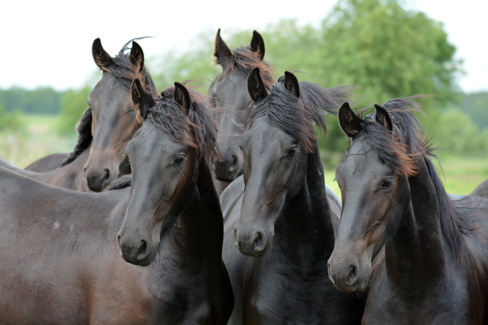 Frisian Horses 2 Foto & Bild nature, outdoor, natur Bilder auf
