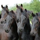 Frisian Horses 2