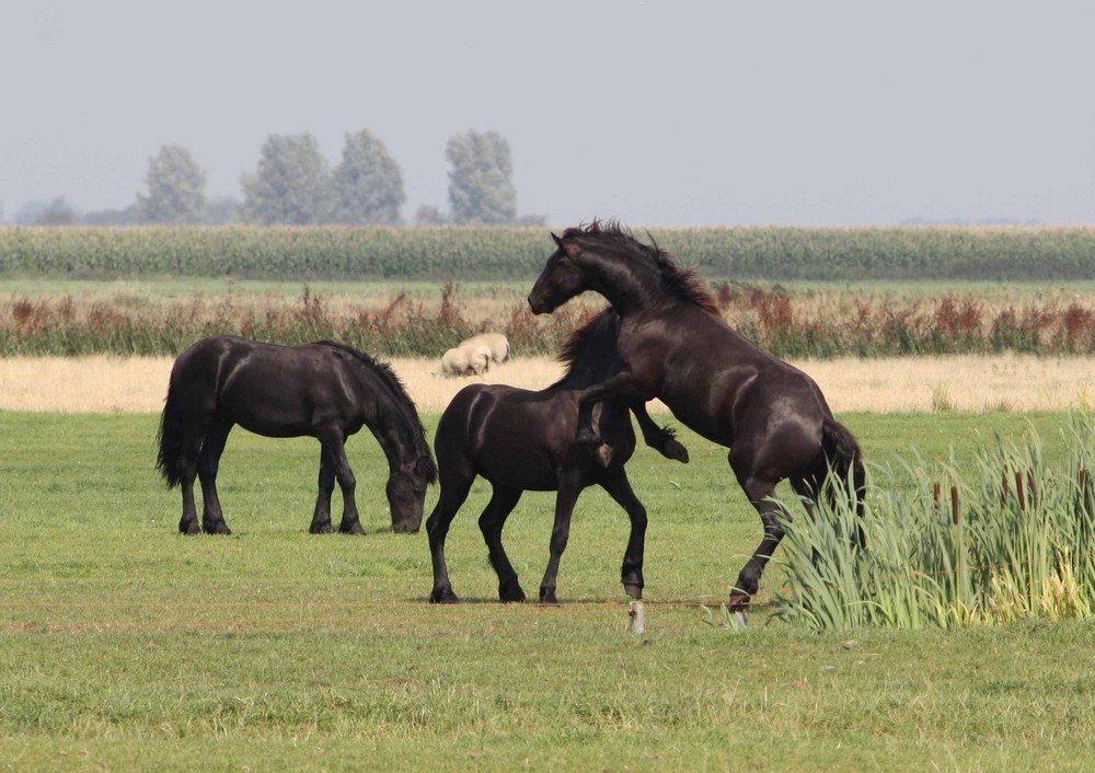 frisian horses-2